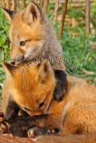 RED_FOXES;FOXES;ANIMALS;MAMMALS;WILDLIFE;CARNIVORES;VULPES;SIBLINGS;CUBS;BABIES;